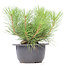 Pinus thunbergii, 17 cm, ± 18 years old