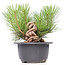 Pinus thunbergii, 17 cm, ± 18 jaar oud