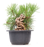 Pinus thunbergii, 17 cm, ± 18 jaar