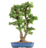 Acer palmatum Kotohime, 56,5 cm, ± 15 jaar oud, met een nebari van 14 cm