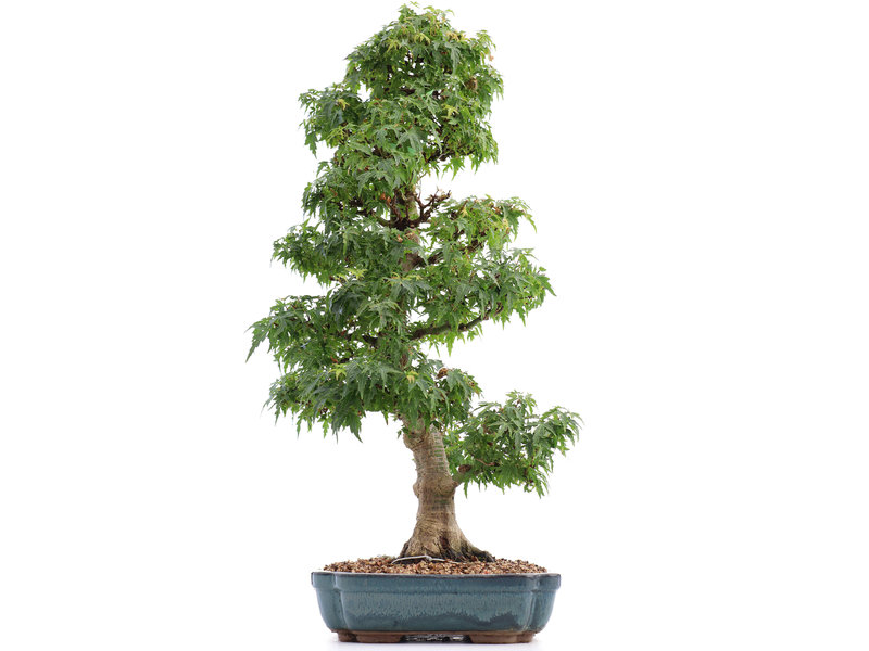 Acer palmatum Kotohime, 64,5 cm, ± 15 jaar oud, met een nebari van 15 cm
