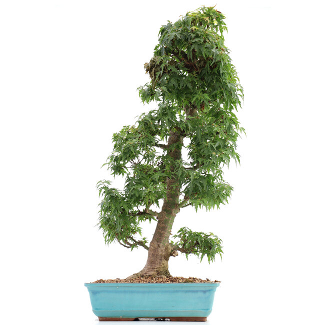 Acer palmatum Kotohime, 66 cm, ± 15 años, con un nebari de 12 cm