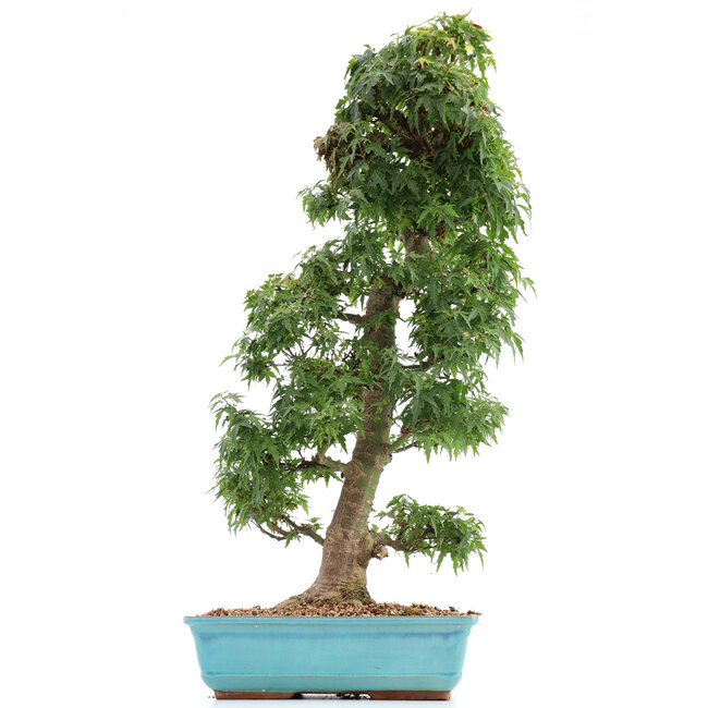 Acer palmatum Kotohime, 66 cm, ± 15 años, con un nebari de 12 cm