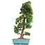Acer palmatum Kotohime, 66 cm, ± 15 años, con un nebari de 12 cm