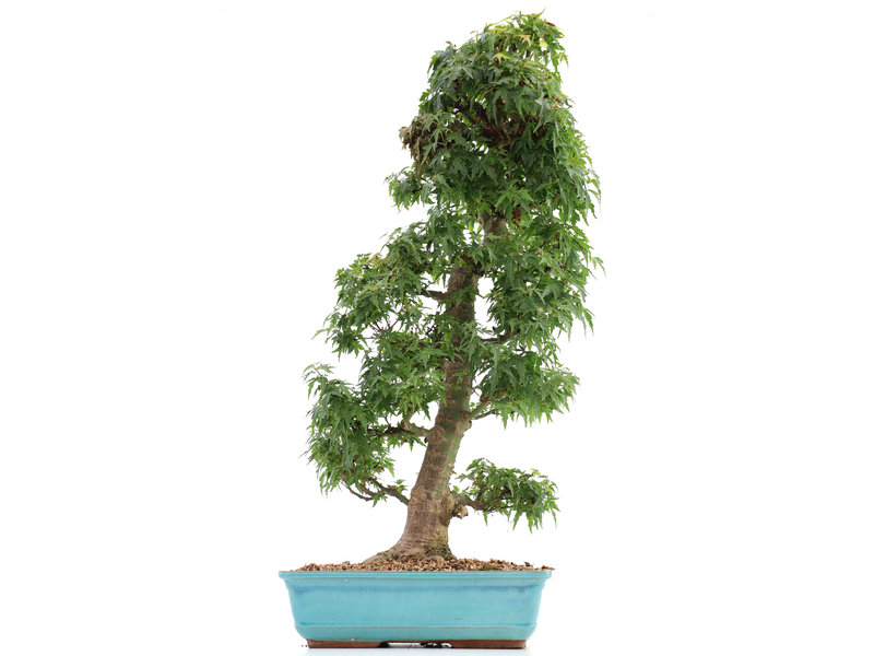 Acer palmatum Kotohime, 66 cm, ± 15 jaar oud, met een nebari van 12 cm