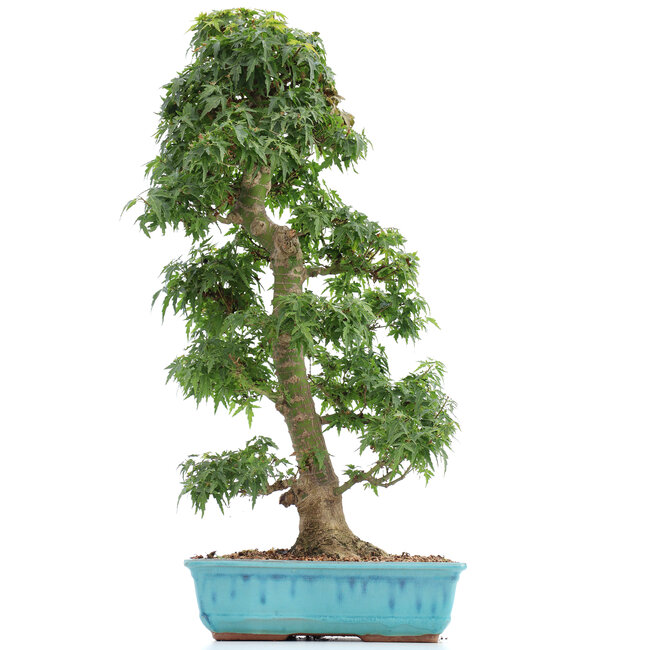 Acer palmatum Kotohime, 66 cm, ± 15 Jahre alt, mit einem Nebari von 12 cm
