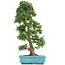 Acer palmatum Kotohime, 66 cm, ± 15 ans, avec un nebari de 12 cm