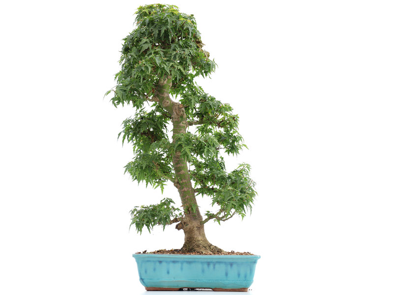 Acer palmatum Kotohime, 66 cm, ± 15 Jahre alt, mit einem Nebari von 12 cm
