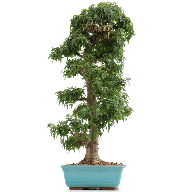 Acer palmatum Kotohime, 66 cm, ± 15 jaar oud, met een nebari van 12 cm