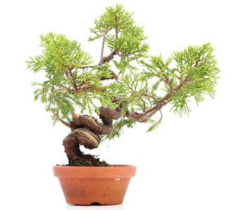Juniperus chinensis Itoigawa, 15,5 cm, ± 15 Jahre alt