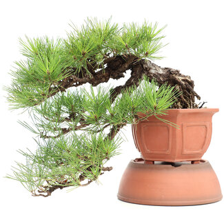 Pinus thunbergii, 42 cm, ± 40 Jahre alt