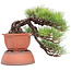 Pinus thunbergii, 42 cm, ± 40 jaar oud