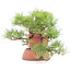 Pinus thunbergii, 42 cm, ± 40 years old