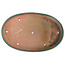 Ovale grüne Bonsaischale von Reiho - 542 x 345 x 40 mm