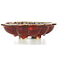 Mokko red bonsai pot by Sharaku - 182 x 145 x 50 mm