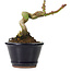 Acer palmatum Shishikashira, 9,5 cm, ± 8 Jahre alt