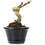 Acer palmatum Shishikashira, 9,5 cm, ± 8 jaar oud