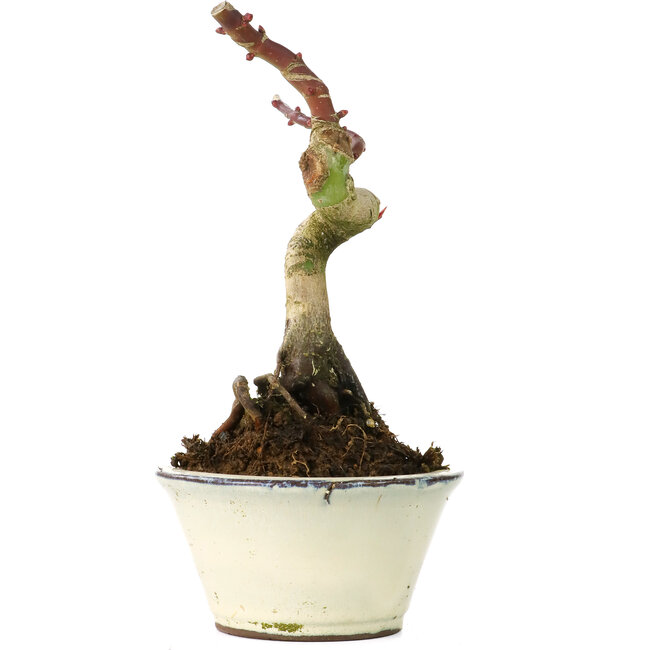 Acer palmatum Shishikashira, 14 cm, ± 8 years old