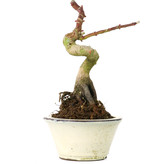 Acer palmatum Shishikashira, 14 cm, ± 8 Jahre alt