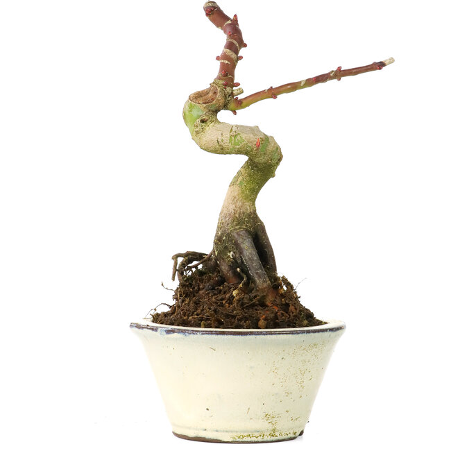 Acer palmatum Shishikashira, 14 cm, ± 8 años