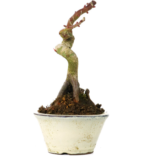 Acer palmatum Shishikashira, 14 cm, ± 8 jaar oud