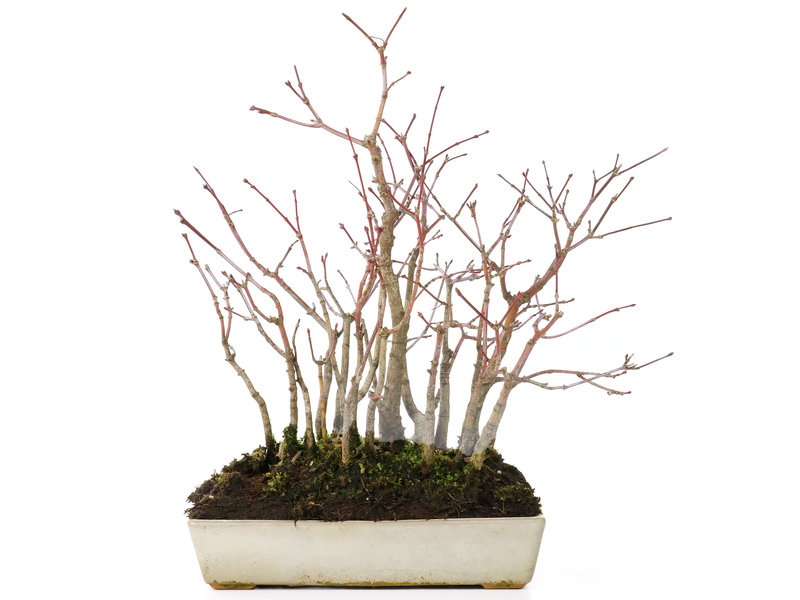 Acer palmatum, 20 cm, ± 8 jaar, met een maximale stamdiameter van 1 cm
