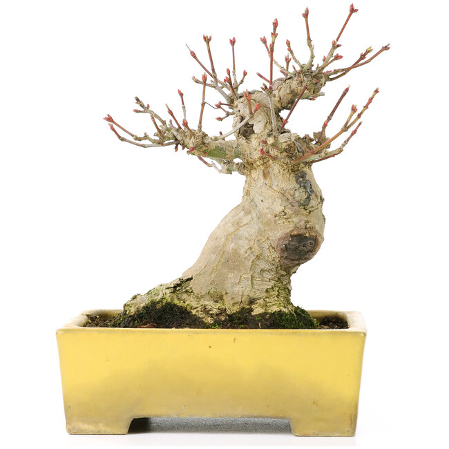 Acer palmatum, 15 cm, ± 20 anni, in un bel vaso Shibakatsu con un nebari di 9 cm