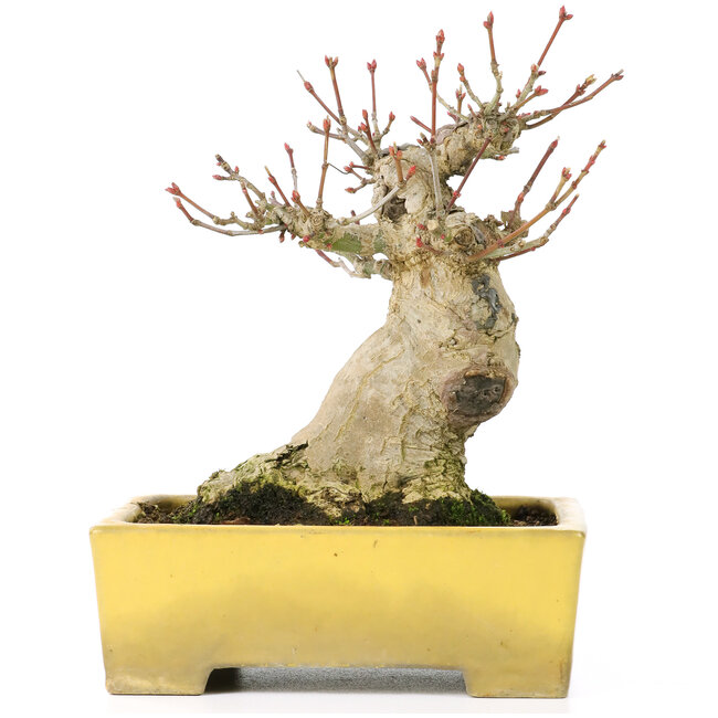 Acer palmatum, 15 cm, ± 20 Jahre alt, in einem schönen Shibakatsu-Topf mit einem Nebari von 9 cm