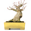 Acer palmatum, 15 cm, ± 20 ans, dans un beau pot Shibakatsu avec un nebari de 9 cm