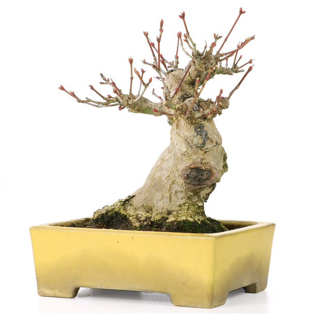 Acer palmatum, 15 cm, ± 20 ans, dans un beau pot Shibakatsu avec un nebari de 9 cm