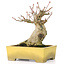 Acer palmatum, 15 cm, ± 20 years old, in a beautiful Shibakatsu pot with a nebari of 9 cm