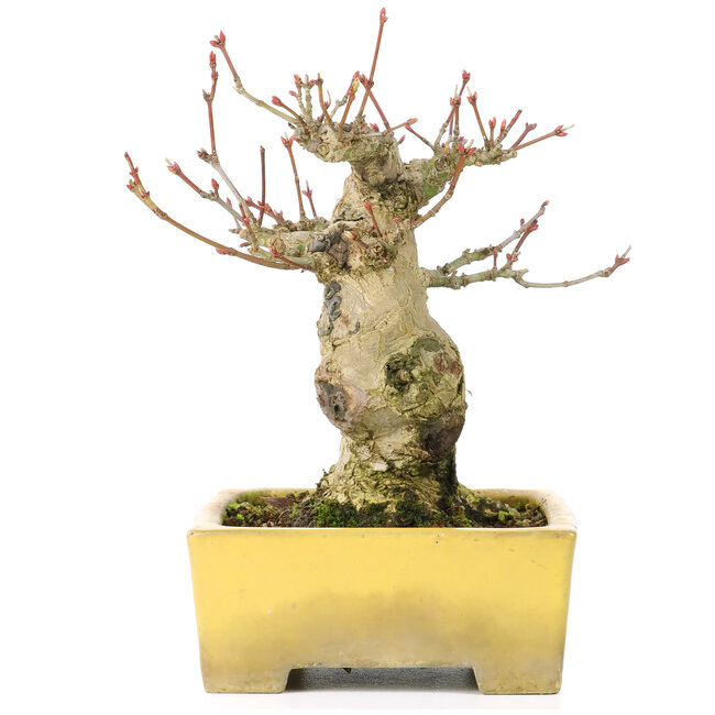 Acer palmatum, 15 cm, ± 20 years old, in a beautiful Shibakatsu pot with a nebari of 9 cm