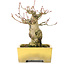 Acer palmatum, 15 cm, ± 20 anni, in un bel vaso Shibakatsu con un nebari di 9 cm