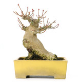 Acer palmatum, 15 cm, ± 20 jaar oud, in een mooie Shibakatsu pot met een nebari van 9 cm
