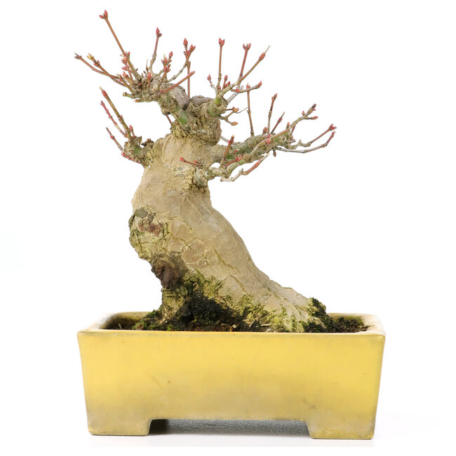 Acer palmatum, 15 cm, ± 20 años, en una hermosa maceta Shibakatsu con un nebari de 9 cm