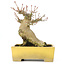 Acer palmatum, 15 cm, ± 20 anni, in un bel vaso Shibakatsu con un nebari di 9 cm