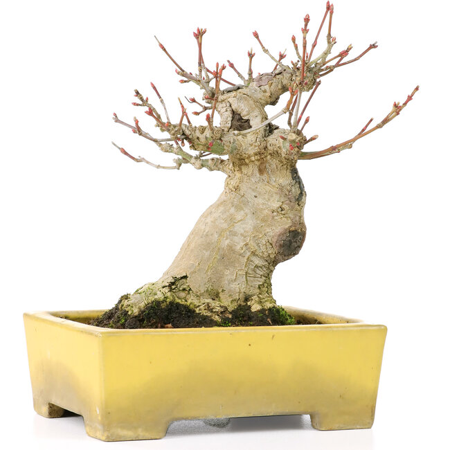 Acer palmatum, 15 cm, ± 20 años, en una hermosa maceta Shibakatsu con un nebari de 9 cm