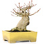 Acer palmatum, 15 cm, ± 20 ans, dans un beau pot Shibakatsu avec un nebari de 9 cm