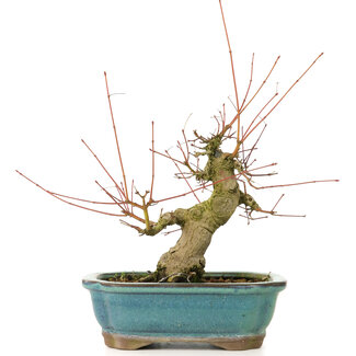 Acer palmatum, 16 cm, ± 20 Jahre alt