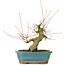 Acer palmatum, 16 cm, ± 20 ans