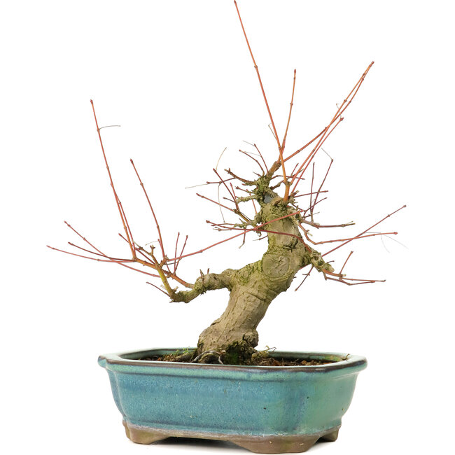 Acer palmatum, 16 cm, ± 20 jaar oud