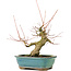 Acer palmatum, 16 cm, ± 20 anni