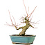 Acer palmatum, 16 cm, ± 20 ans