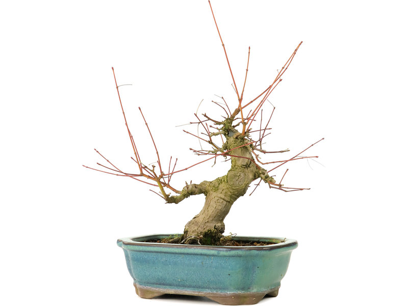 Acer palmatum, 16 cm, ± 20 Jahre alt