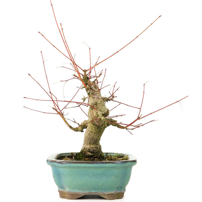 Acer palmatum, 16 cm, ± 20 Jahre alt