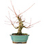 Acer palmatum, 16 cm, ± 20 years old