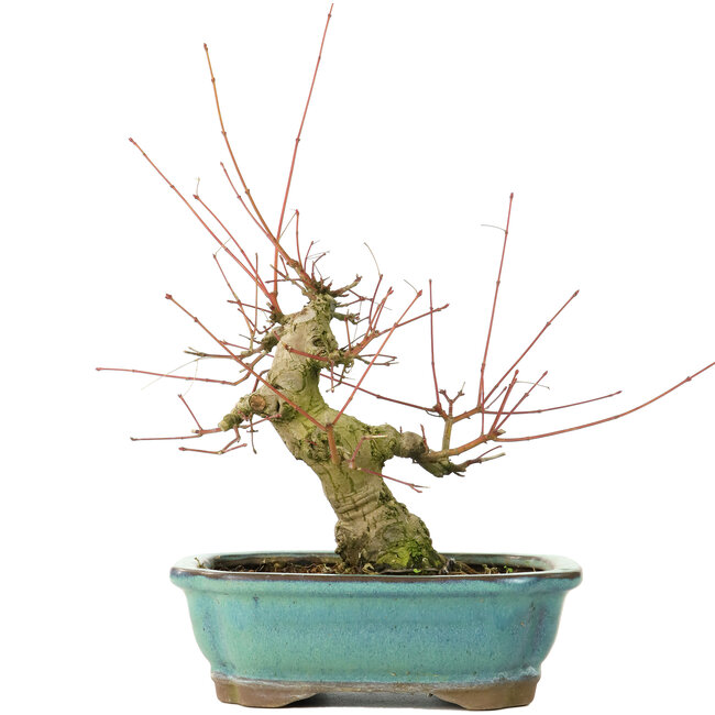 Acer palmatum, 16 cm, ± 20 Jahre alt