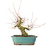 Acer palmatum, 16 cm, ± 20 anni