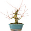 Acer palmatum, 16 cm, ± 20 años