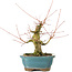 Acer palmatum, 16 cm, ± 20 Jahre alt